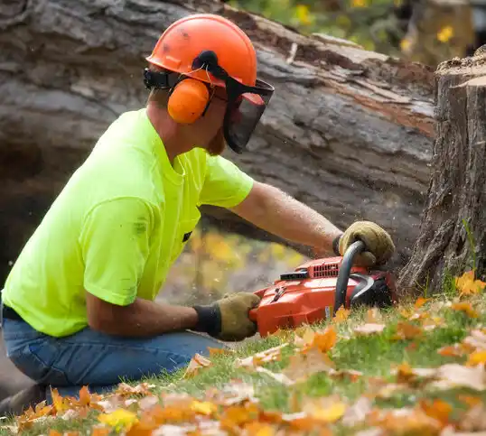 tree services Fort Plain